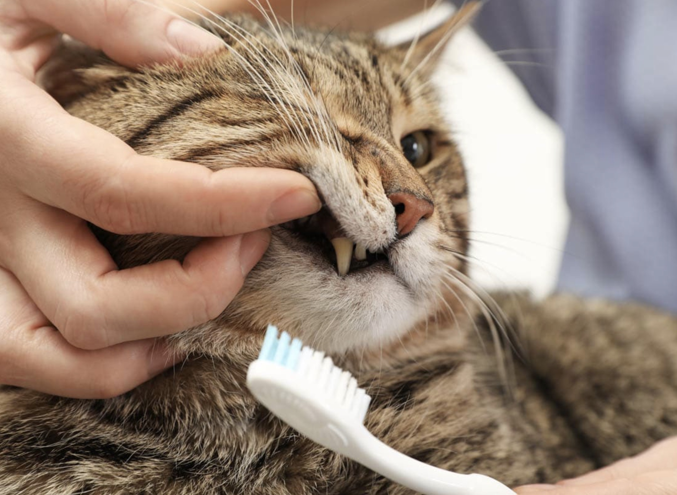 Screenshot 2024-12-24 at 16.44.58.jpg