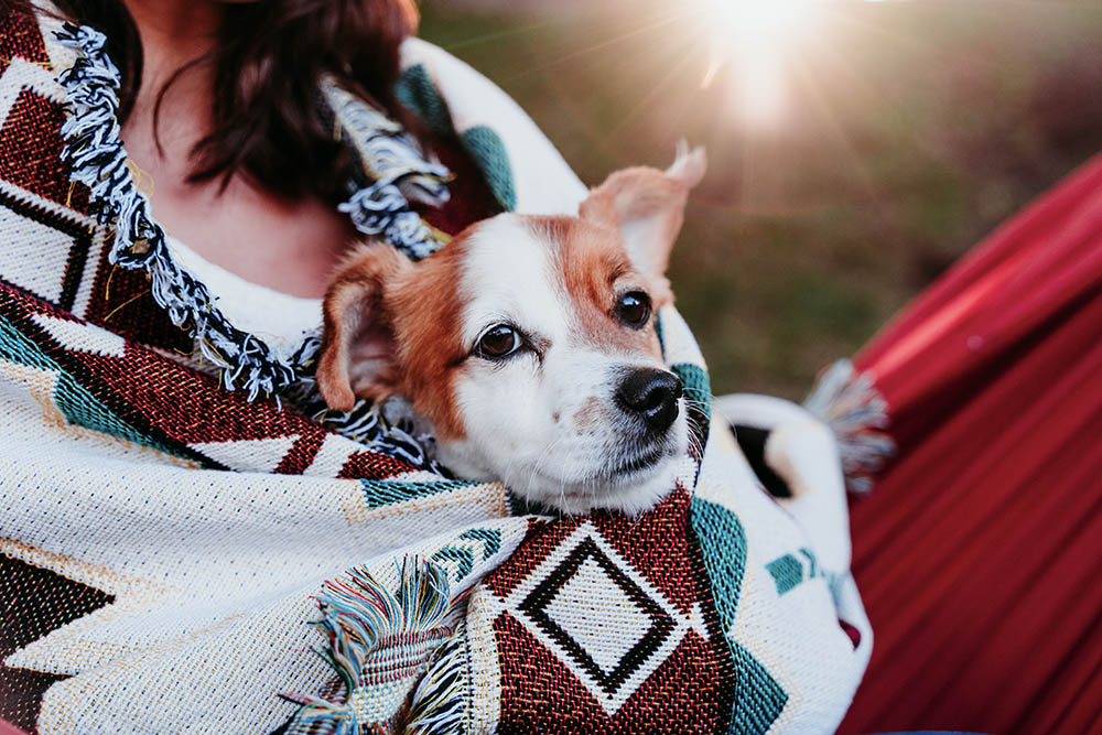 woman-and-jack-russell-dog-relaxing-in-hammock-in-2024-11-03-00-08-03-utc copy.jpg